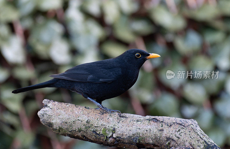 栖息在树枝上的黑鸟(Turdus merula)